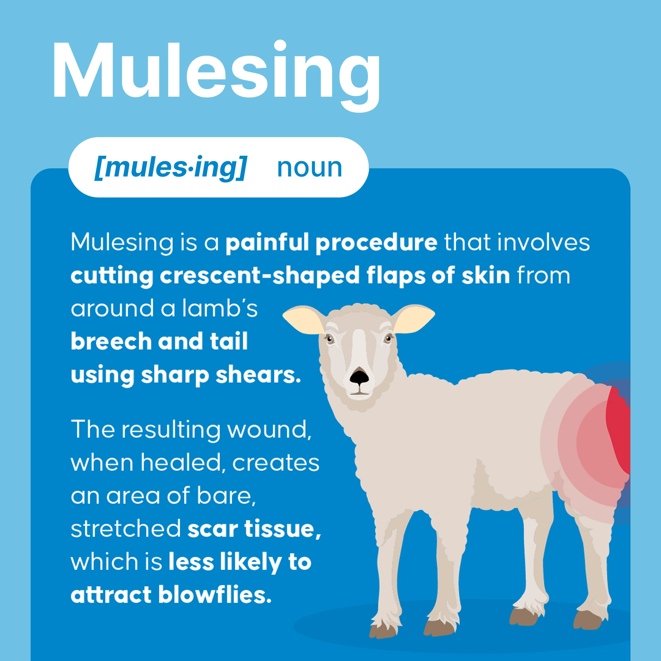 Diagram explaining the painful practice of mulesing on a sheep's breech