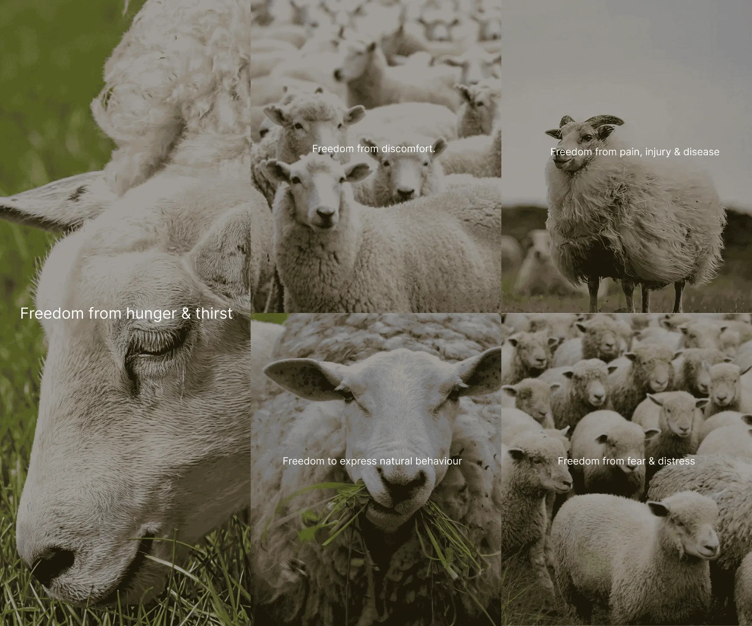 Collage of healthy sheep illustrating animal welfare standards